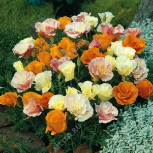 ��������� �������������� �������� ��������, ����� ������ - ����