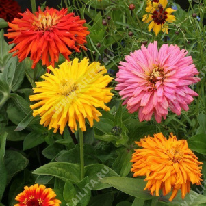 ������ ������� ����������������, ����� ������ - ����