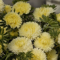 Астра китайская Крален золотисто-желтая - фото Астра китайская Крален золотисто-желтая - фото