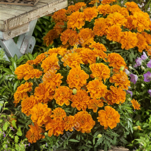 �������� �������� ��������� ����������� - ����