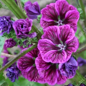 Мальва мавританская Бибор Фело - фото Мальва мавританская Бибор Фело - фото