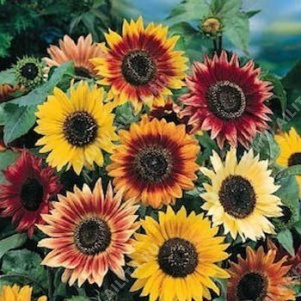 ������������ ������������ ������������ ����������, ����� ������ ��� ������ - ����