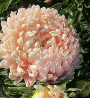 Астра китайская Дюшес персиковая - фото Астра китайская Дюшес персиковая - фото