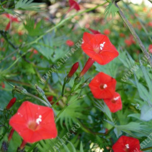 ������ ��������� ������� ���������� - ����