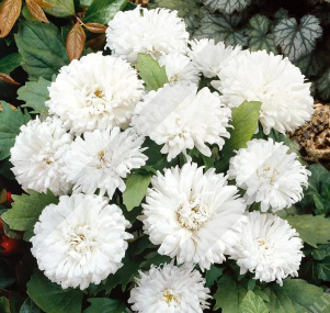 ����� ��������� ������ ����� - ����