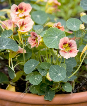 Настурция компактная немахровая Том Там Леди Берд - фото Настурция компактная немахровая Том Там Леди Берд - фото