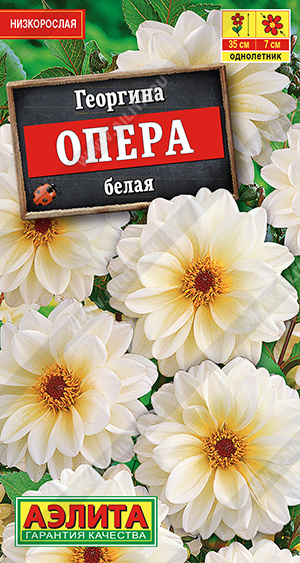 Георгина Опера белая - фото