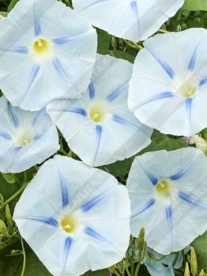 ������ ��������� ���� (����� � ������� "�������") - ����