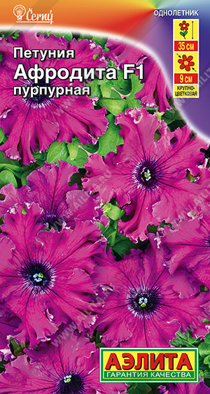 Петуния Афродита F1 пурпурная крупноцветковая бахромчатая - фото