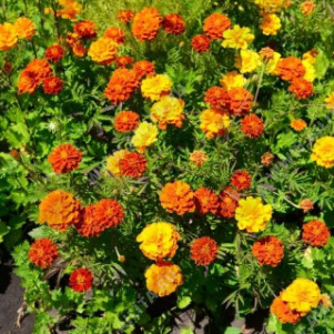 �������� �������� ���������� �����������, ����� ������ - ����