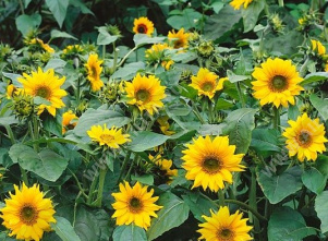 Подсолнечник декоративный низкорослый немахровый Тополино - фото Подсолнечник декоративный низкорослый немахровый Тополино - фото