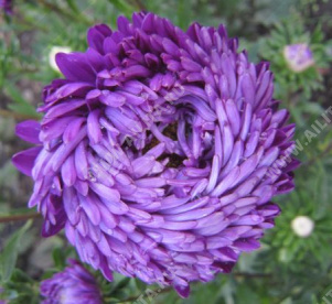 Астра китайская Дюшес тёмно-синяя - фото Астра китайская Дюшес тёмно-синяя - фото