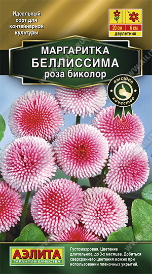 Маргаритка Беллиссима роза биколор  - фото