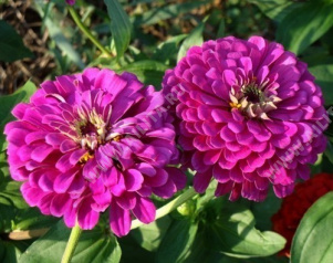 ������ ������� ����� ����� �������������� - ����