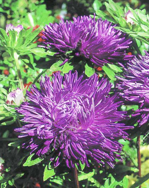 Астра китайская Гремлин фиолетовая - фото Астра китайская Гремлин фиолетовая - фото