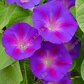 Ипомея пурпурная Феринга - фото Ипомея пурпурная Феринга - фото
