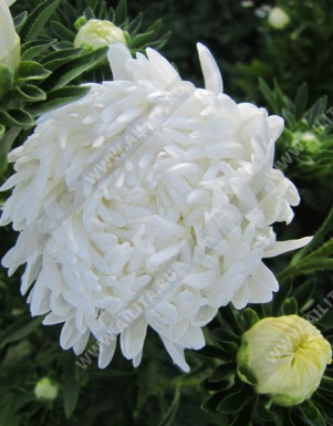 ����� ��������� ����� ����� - ����