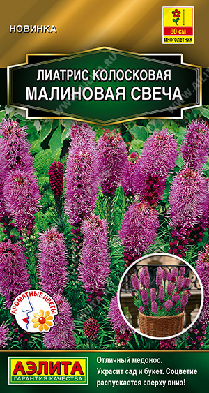Лиатрис Малиновая свеча - фото
