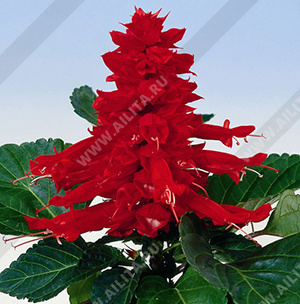 ������� ���������� ��� ����� - ����