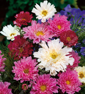 ������ �������������� ���� ������ ��������, ����� ������ - ����