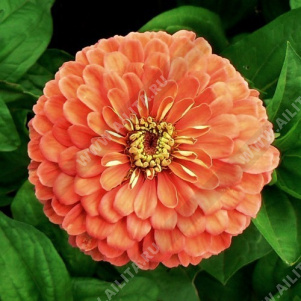 ������ ������� ������ ���� �������������� - ����