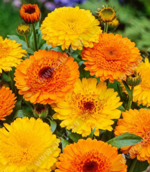 ��������� ������� ��������, ����� ������ - ����