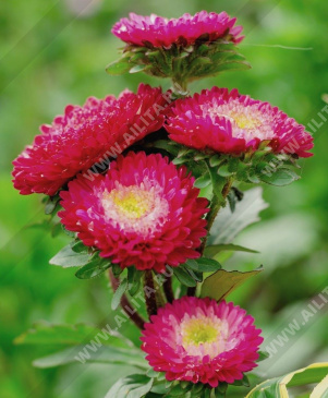 ����� ��������� ��������� ������� � ����� ������� - ����