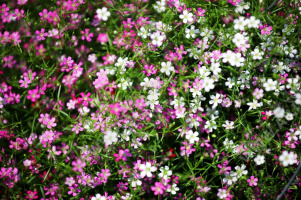 ��������� �������, ����� ������ - ����