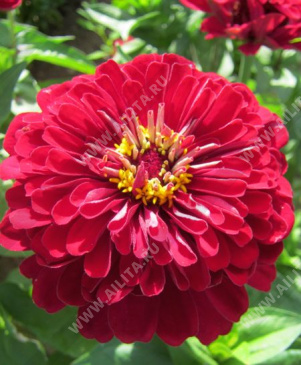 Цинния изящная Черри квин георгиновидная - фото Цинния изящная Черри квин георгиновидная - фото