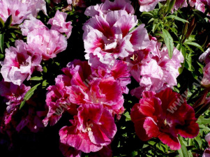 Годеция крупноцветковая Уитни, смесь сортов - фото Годеция крупноцветковая Уитни, смесь сортов - фото