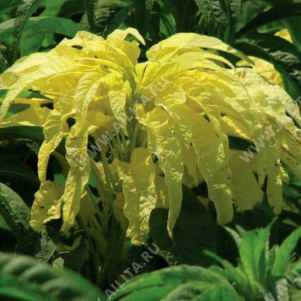 ������� ����������� ������ ���������� - ����