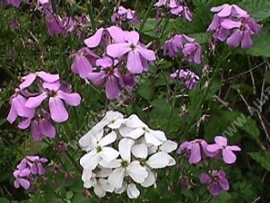 Вечерница матроны Ночная фиалка, смесь сортов - фото Вечерница матроны Ночная фиалка, смесь сортов - фото