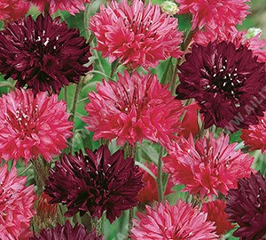 ������� �������� �������� ���, ����������� ����� ������ (����-��������-�������) - ����