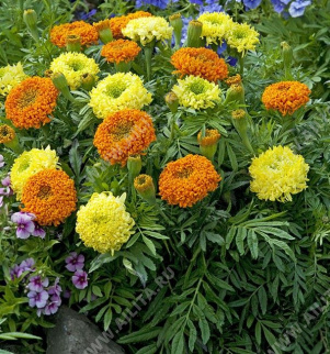 �������� ���� ���������������� ������������, ����� ������ - ����