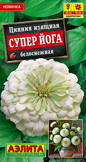 Цинния Супер йога белоснежная - фото Цинния Супер йога белоснежная - фото