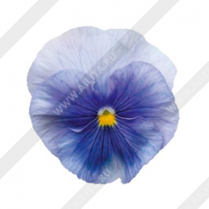 Виола виттрока Клеа кристалс лайт блю - фото Виола виттрока Клеа кристалс лайт блю - фото