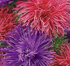 Астра китайская Игольчатая, специальная смесь сортов (красно-фиолетовая) - фото Астра китайская Игольчатая, специальная смесь сортов (красно-фиолетовая) - фото