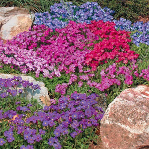 ������� ��������� ������, ����� ������ - ����