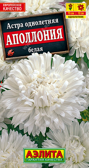 Астра Аполлония белая - фото