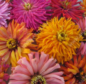 Цинния изящная Кактусфловеред, смесь сортов - фото Цинния изящная Кактусфловеред, смесь сортов - фото