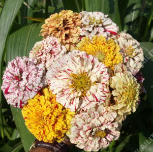 ������ ������� ���������� ���� �������������� - ����