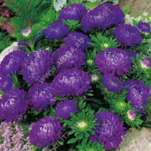 ����� ��������� ������ ������� - ����