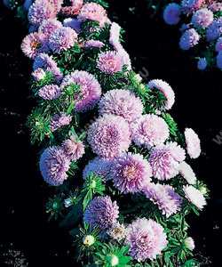 ����� ��������� ����� ������ ����������� ���������� - ����