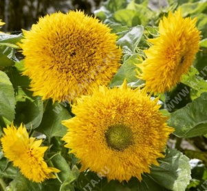 Подсолнечник декоративный низкорослый махровый Плюшевый мишка - фото Подсолнечник декоративный низкорослый махровый Плюшевый мишка - фото