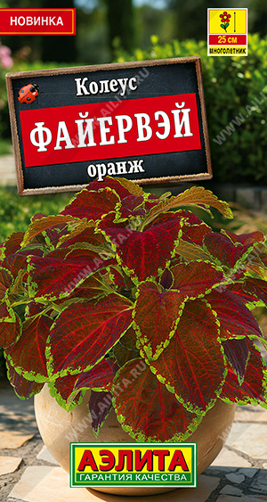 Колеус Файервэй оранж - фото Колеус Файервэй оранж - фото
