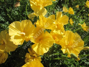 ��������� �������������� ������ ���� - ����