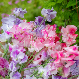 Горошек душистый Анвинс Страйпт высокорослый, смесь сортов - фото Горошек душистый Анвинс Страйпт высокорослый, смесь сортов - фото