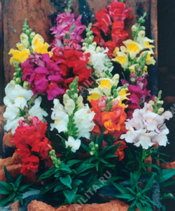 Львиный зев Маджестик микс - фото Львиный зев Маджестик микс - фото