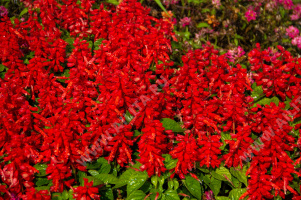 Сальвия сверкающая Скарлет Флэйр - фото Сальвия сверкающая Скарлет Флэйр - фото