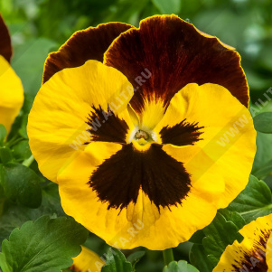 Виола виттрока Швейцарские гиганты Ред Винг (красно-жёлтая с глазком) - фото Виола виттрока Швейцарские гиганты Ред Винг (красно-жёлтая с глазком) - фото